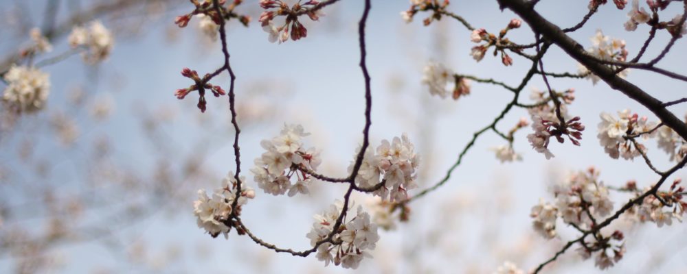 cherry blossom japan minimalist