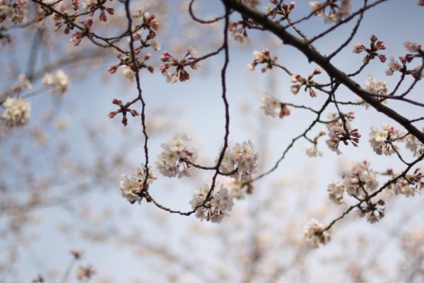 cherry blossom japan minimalist