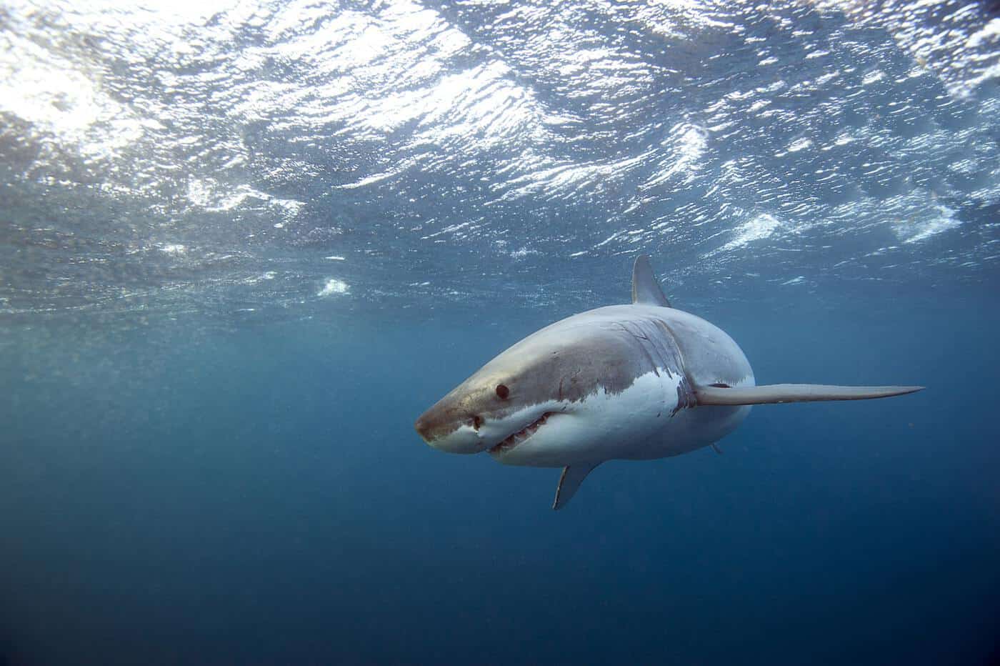 Great White Shark swims by