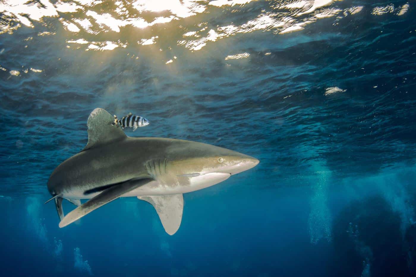 oceanic whitetip shark