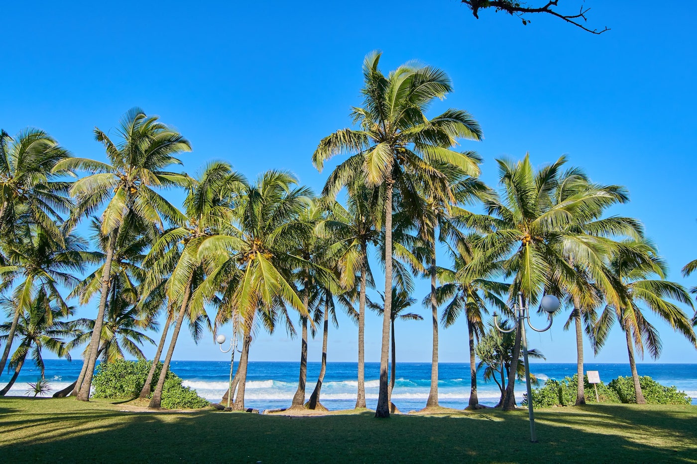 Reunion Island waves and palm trees