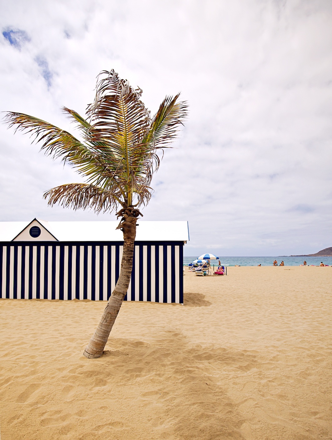 Las Canteras Beach Hut and Palm Tree