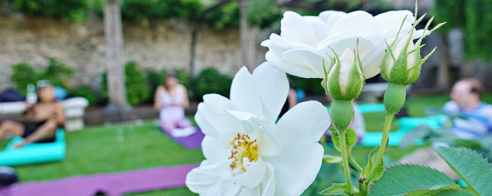 Yoga session with a flower on the foreground